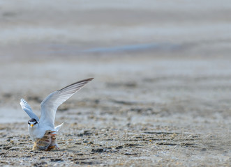 Little tern(Sternula albifrons), bird on nest at coast.