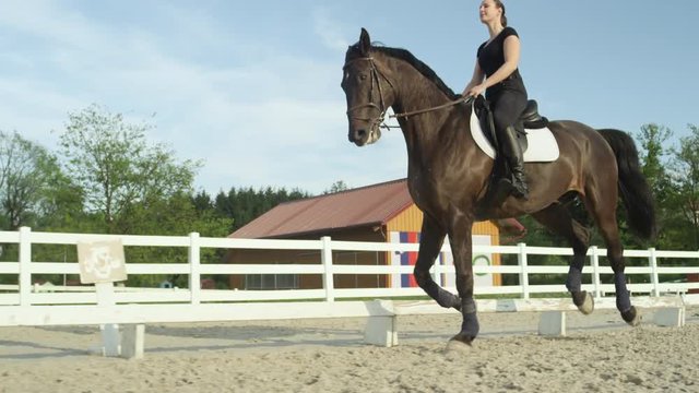SLOW MOTION: Beautiful dark brown stallion cantering straight forward in manege