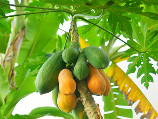 Ripe and raw papaya on the tree.