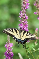 Swallow-tail Butterfly