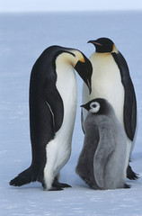 Fototapeta na wymiar Antarctica Weddel Sea Atka Bay Emperor Penguin Family