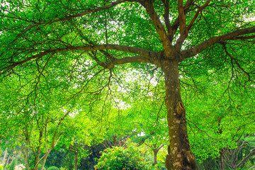 Fototapeta premium ature green wood sunlight backgrounds
