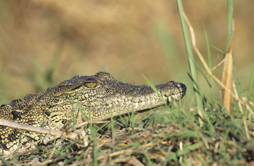 Crocodile in grass