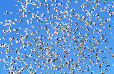 Panele Szklane Podświetlane  Stado ptaków migrujących