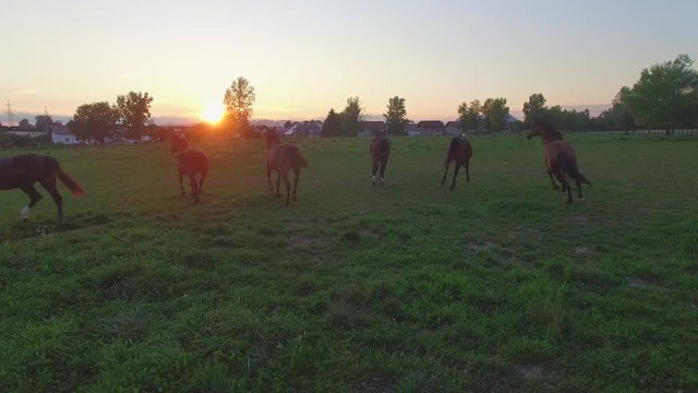 AERIAL, CLOSE UP: Group of young mares playing on pasture field on horse ranch
