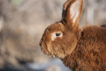 Fluffy brown farm rabbit in a daylight
