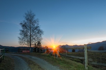 tree with sunset