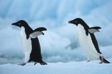 Two Penguins on snow