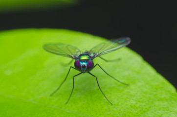 long legged fly on leaf. green fly.