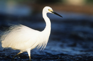 White Egret wading in water