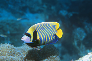 Fototapeta na wymiar Emperor Angelfish over coral