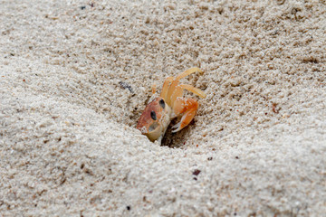 Crab on the beach