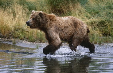 Obraz na płótnie Canvas USA Alaska Katmai National Park Brown Bear running across water side view
