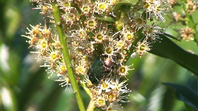 Ein gr&uuml;ner K&auml;fer saugt an den Bl&uuml;ten des Kirschlorbeerstrauches (Gro&szlig;aufnahme)