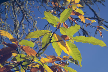 Chestnut forest and leaves