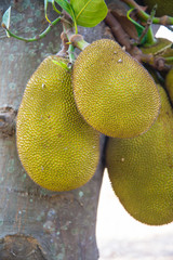 jackfruit