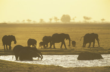 Fototapeta na wymiar African Elephants (Loxodonta Africana) at waterhole
