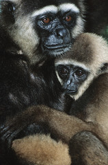 Obraz premium Squirrel Monkey embracing young close-up