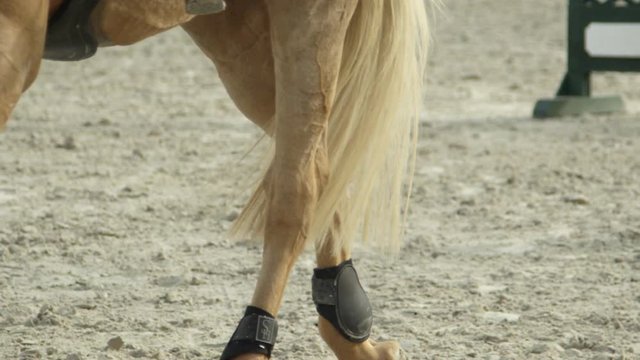 CLOSE UP: Detail of palomino horse legs with boots walking in sandy riding arena