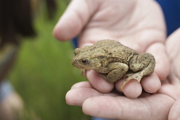 Closeup of hands holding frog