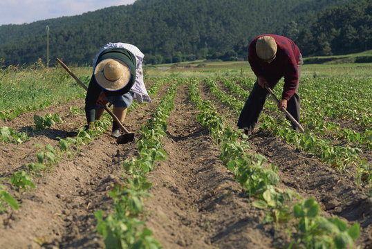 Subsistence farmers hand-hoeing cultivated bean plants, Laxe District, Galicia, Spain