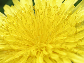 Close-up of dandelion flower.