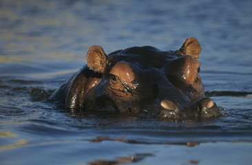 Hippopotamus (Hippopotamus Amphibius) bathing in waterhole