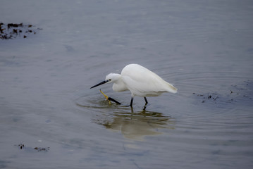 Egret walking on the shore, scratching with its leg