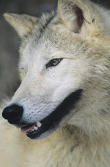 Wolf close-up of head