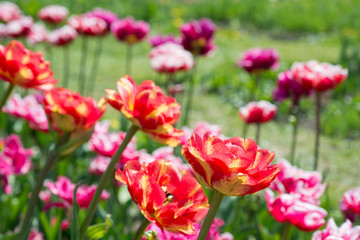 Obraz na płótnie Canvas Flowers tulips in spring