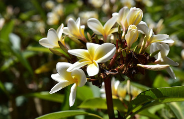 Frangipani
