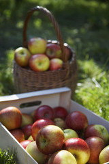 Detail shot of basket and crate of apples on grass