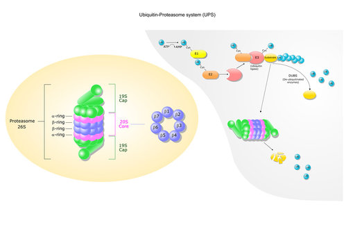 structure of the proteasome and the ubiquitin-proteasome system (UPS)