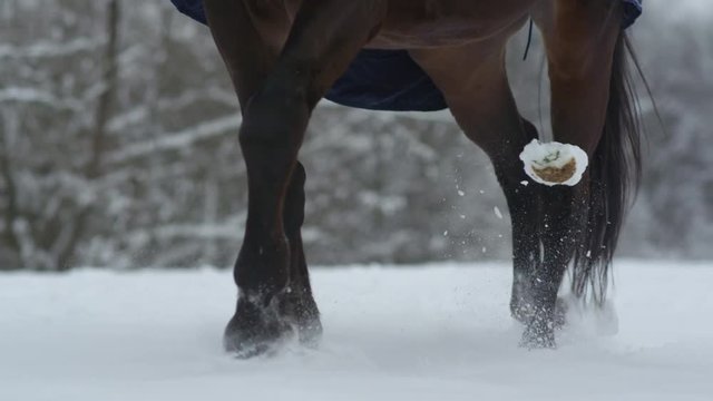 Slow motion dark bay horse walking on deep snow blanket in white winter