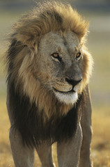 Male Lion