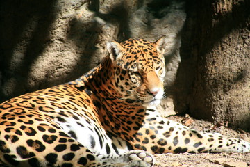 Jaguar