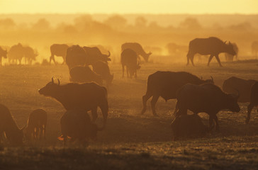 Cape Buffalo (Syncerus Caffer) grazing on savannah at sunset