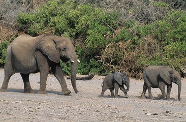 Three African Elephants (Loxodonta Africana) in a row