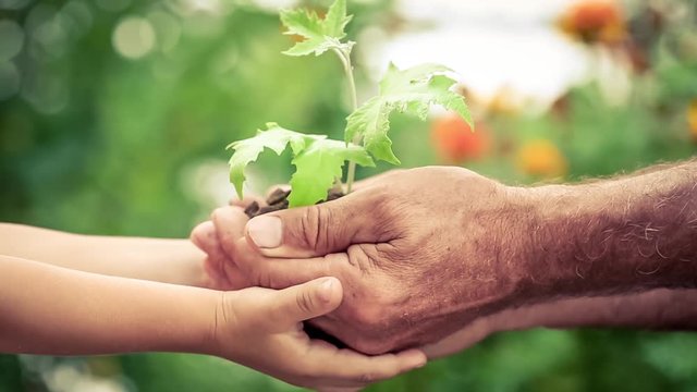 Senior man and child holding young sprout in hands against green spring background. Earth day holiday concept