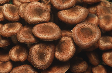 Close-up of Honey fungus