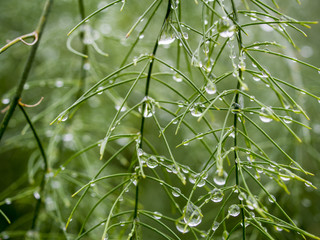 Fresh green grass with water drops
