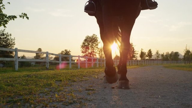 CLOSE UP: Strong gelding walking on footpath along white wooden corral