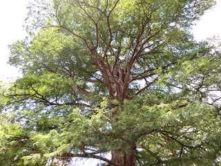 Fototapeta premium Big Tree