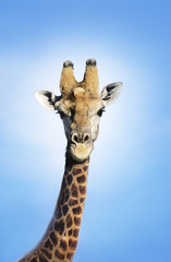 Maasai Giraffe (Giraffa Camelopardalus) against blue sky