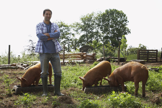 Full length portrait of a man standing with arms crossed by pigs in sty