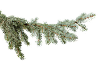 green fir branch © Rychko Yevhen