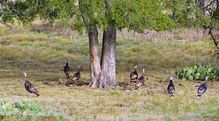 Wild Turkeys in Texas ranch country