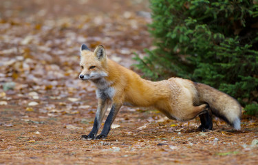 Red fox (Vulpes vulpes) stretching in Algonquin Park, Canada