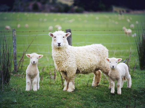 Ewe and twin lambs on sheep farm, Marlborough, South Island, New Zealand