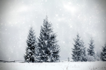 Fototapeta premium Winter landscape with snowy fir trees